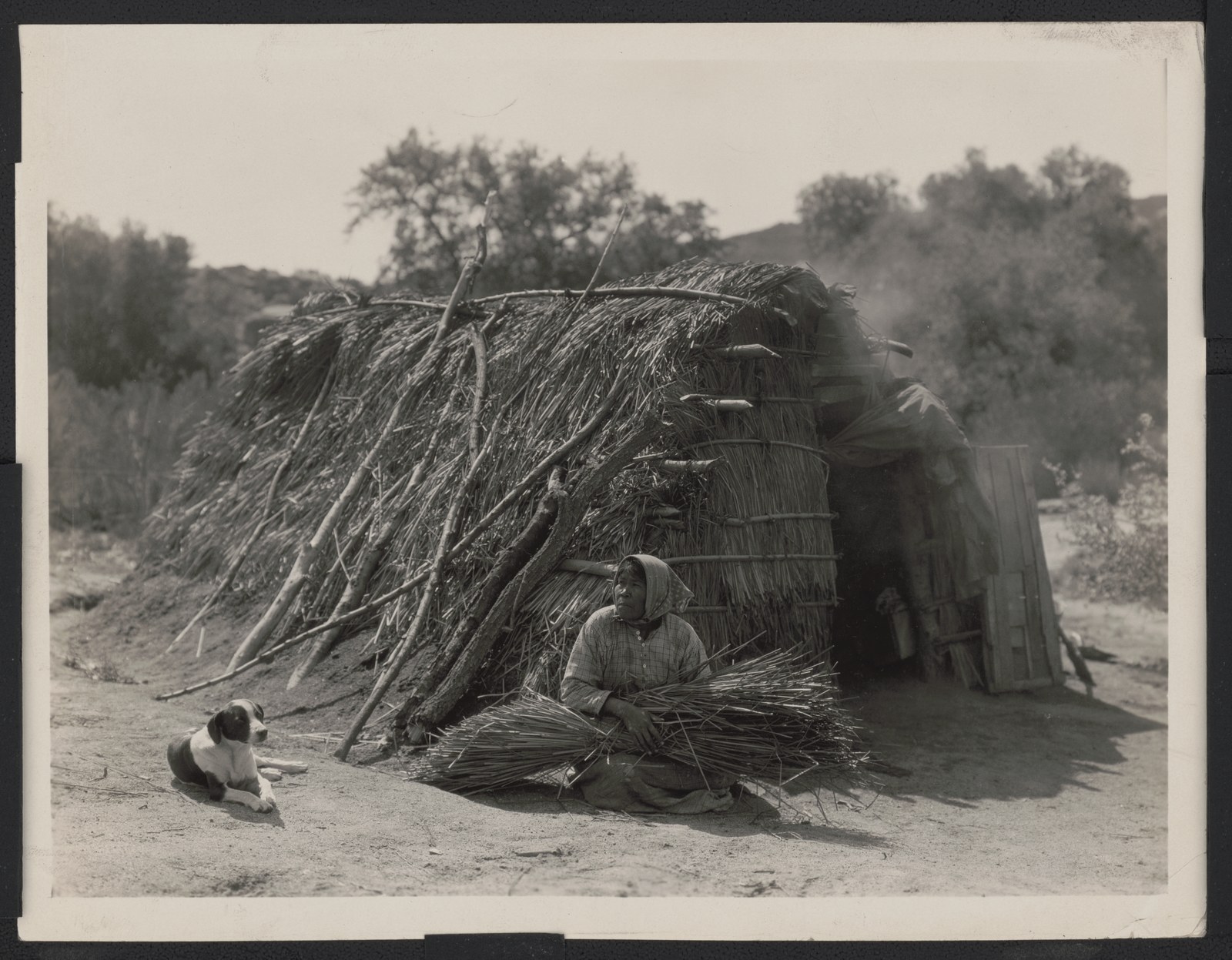 A woman sitting outside a thatched Kumeyaay house at Campo, California, tying bundles of reeds, with a dog lying in the dirt beside her, photographed about 1924
