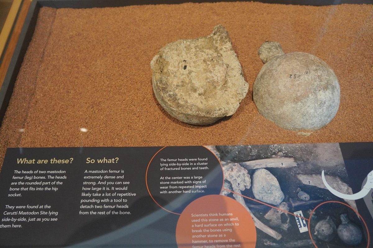Two large rounded fossil bone ends sitting together on sand in a museum case above an explanatory panel
