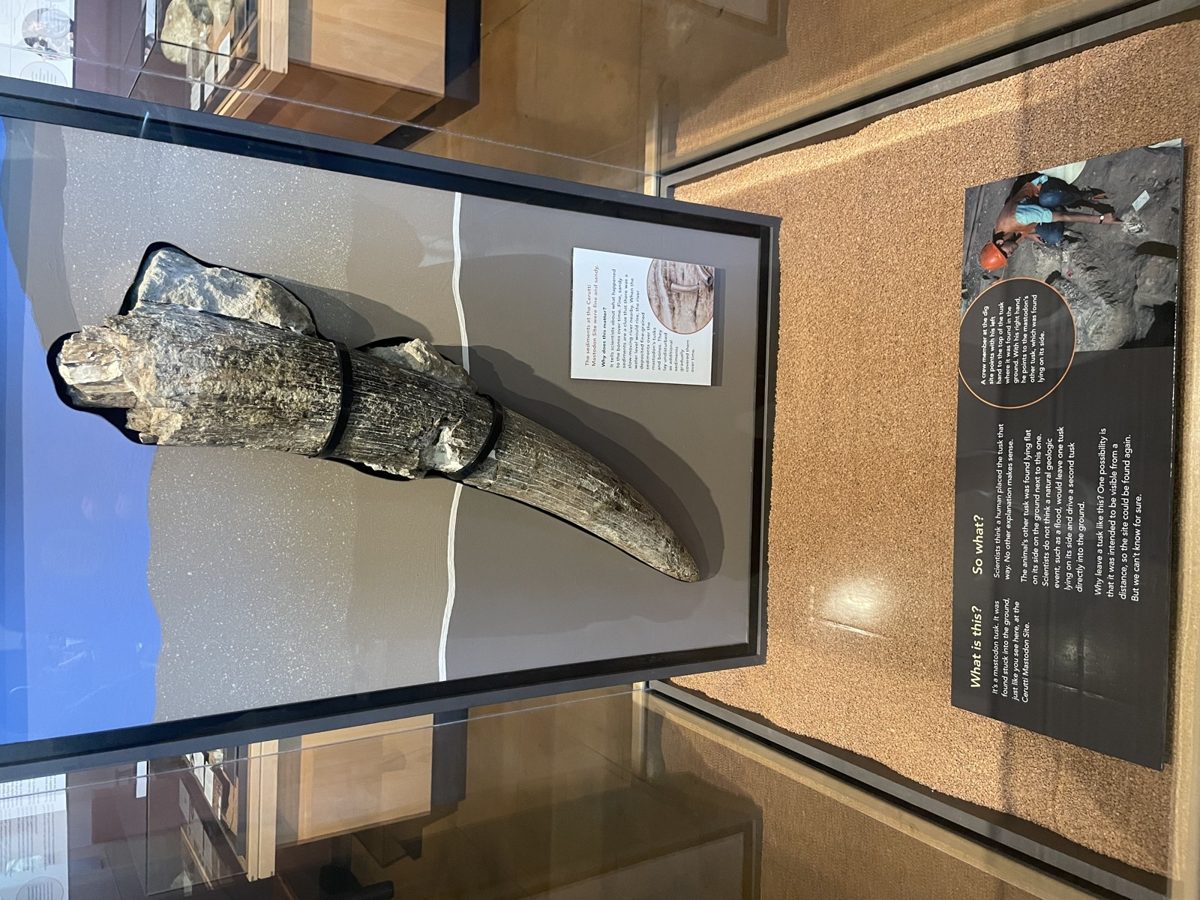 A long curved fossil tusk lying in a glass museum case with an explanatory panel beside it