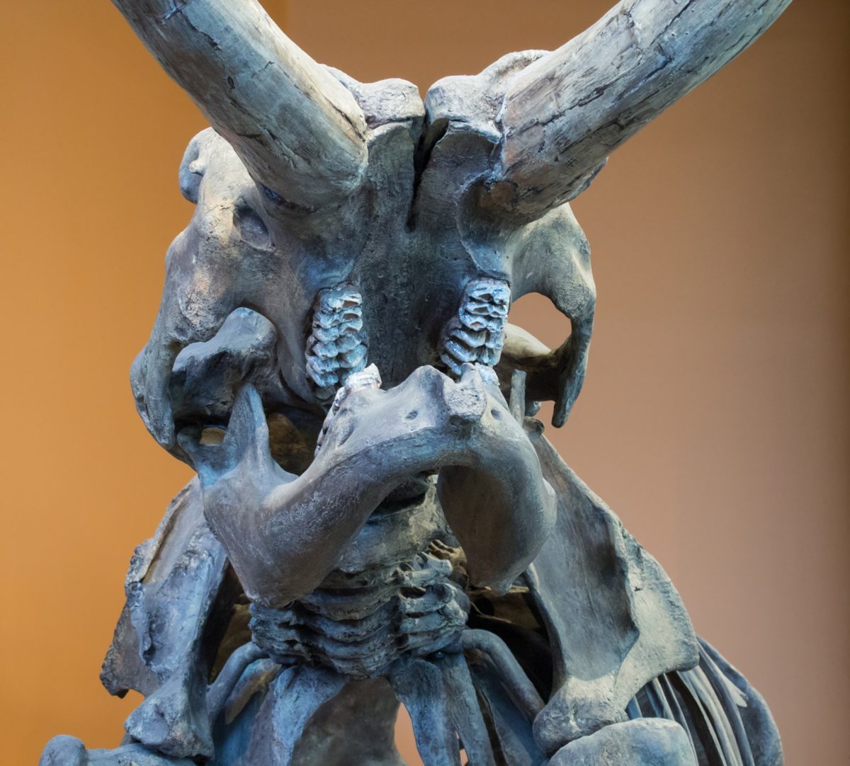 A close view of a mastodon skull cast with two long tusks curving up and out, against a warm colored wall
