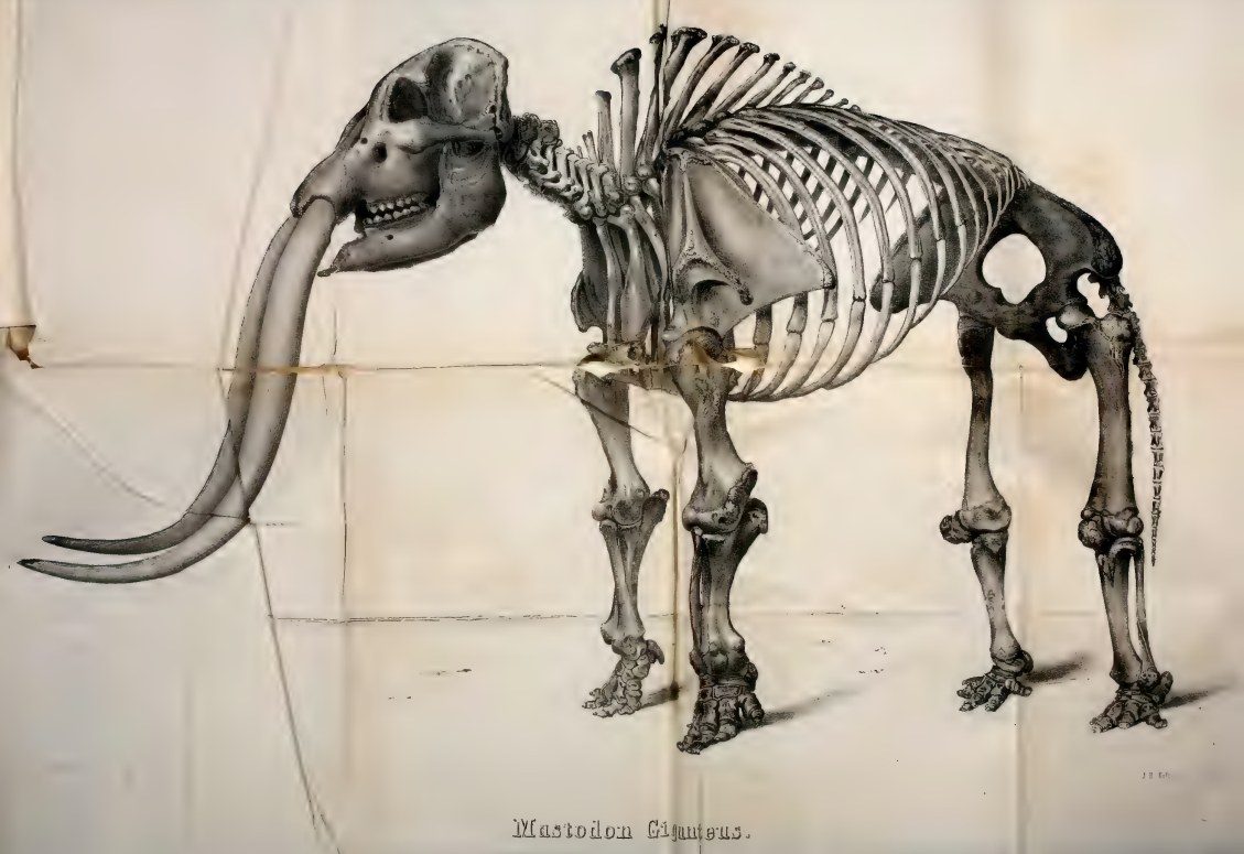 A detailed engraving of a complete mastodon skeleton standing in side view with long upturned tusks