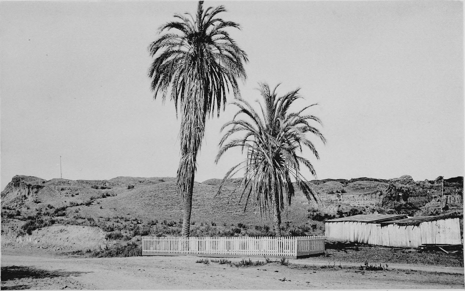 Two tall date palms inside a low white picket fence on bare ground, a board fence and a shed at the right, dry hills behind
