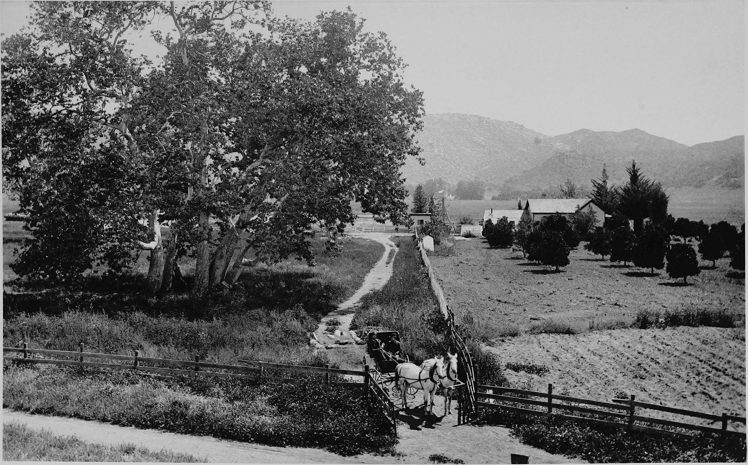 A ranch seen from a field, a horse and buggy at a gate in the foreground, farm buildings and orchard trees and mountains behind