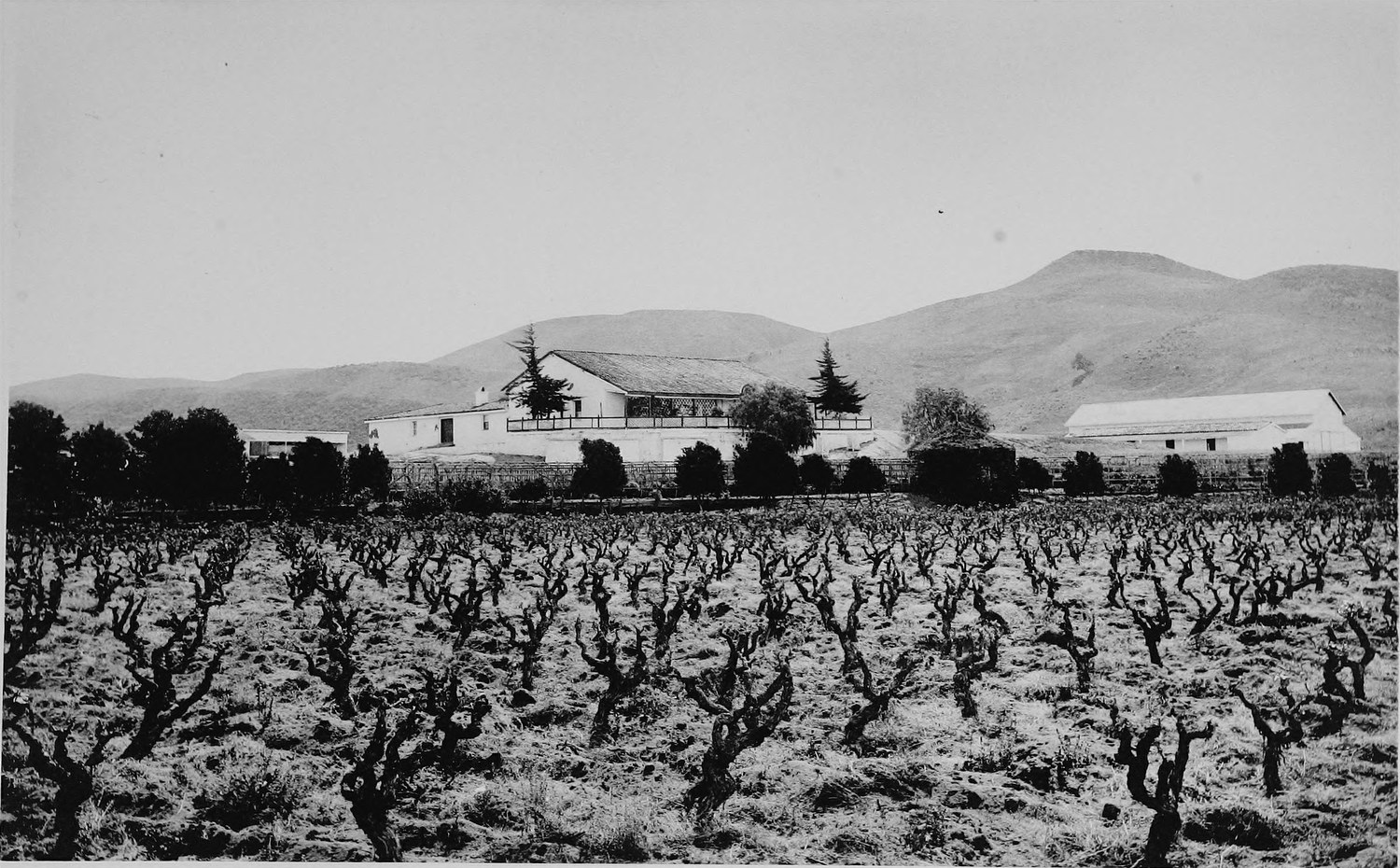 A low white ranch house and barn on a rise above a bare pruned vineyard, rounded hills behind