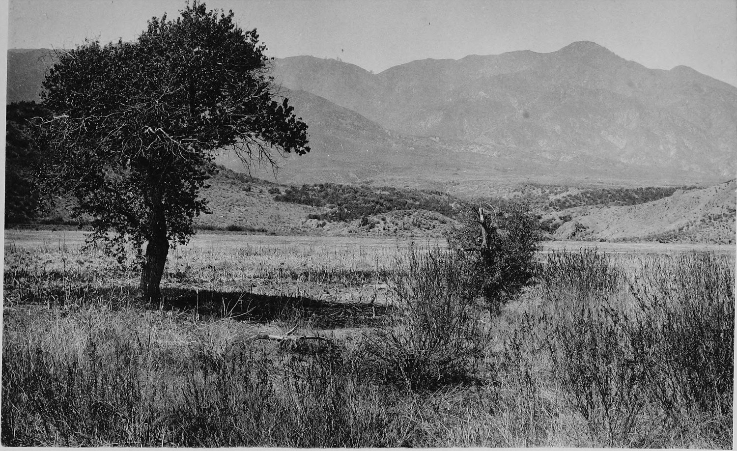 A spreading oak standing alone in dry grass, bare mountains running along the far side of a valley