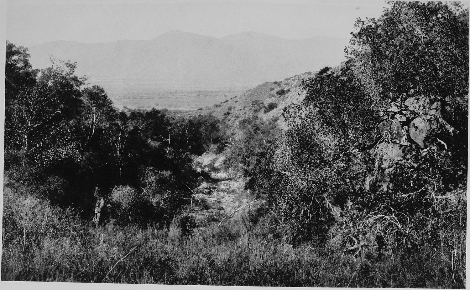 A brushy canyon with a watercourse running down it, mountains in the far distance through a gap