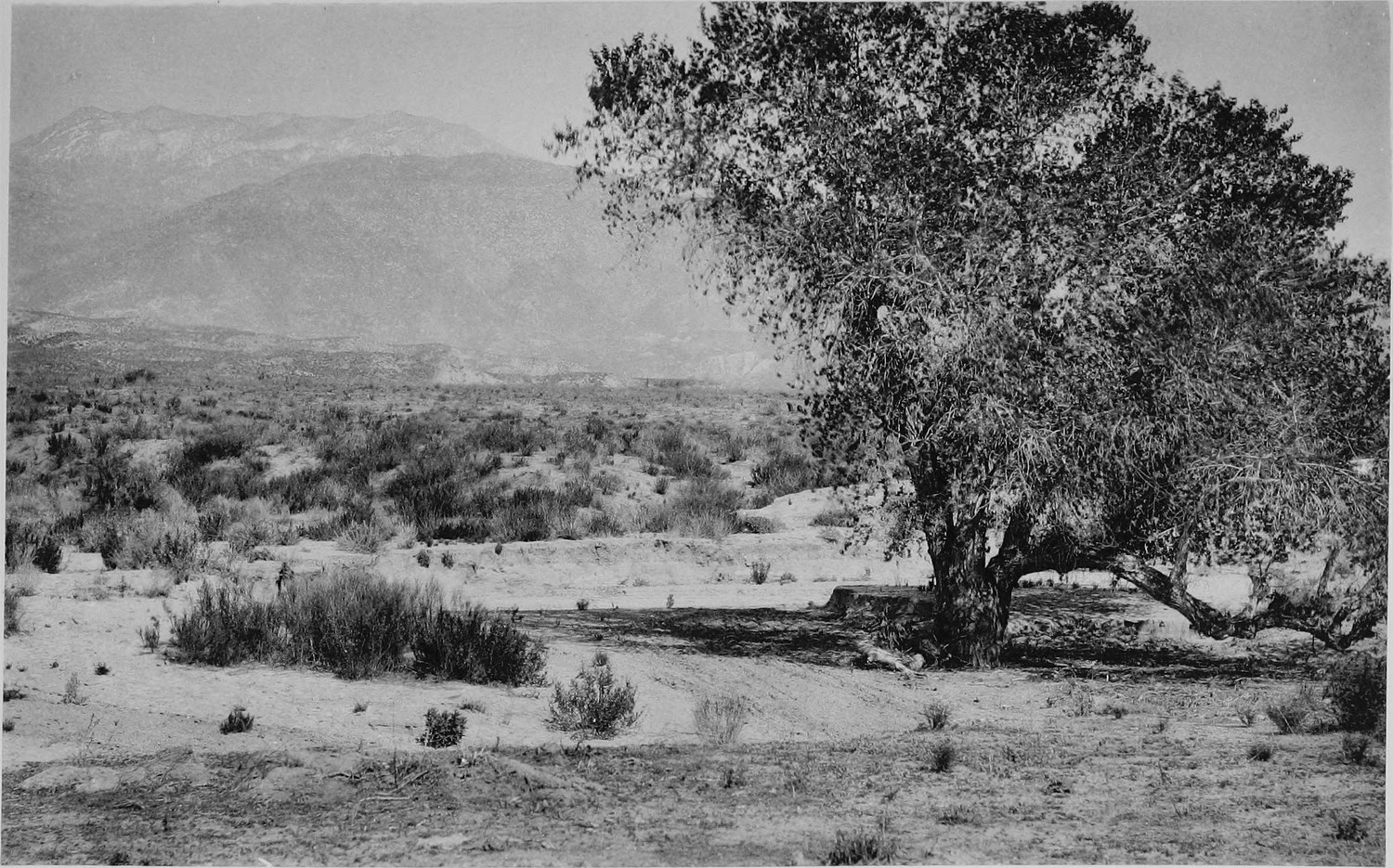 A broad dry wash with scattered brush, a large oak at the right and a long mountain ridge behind