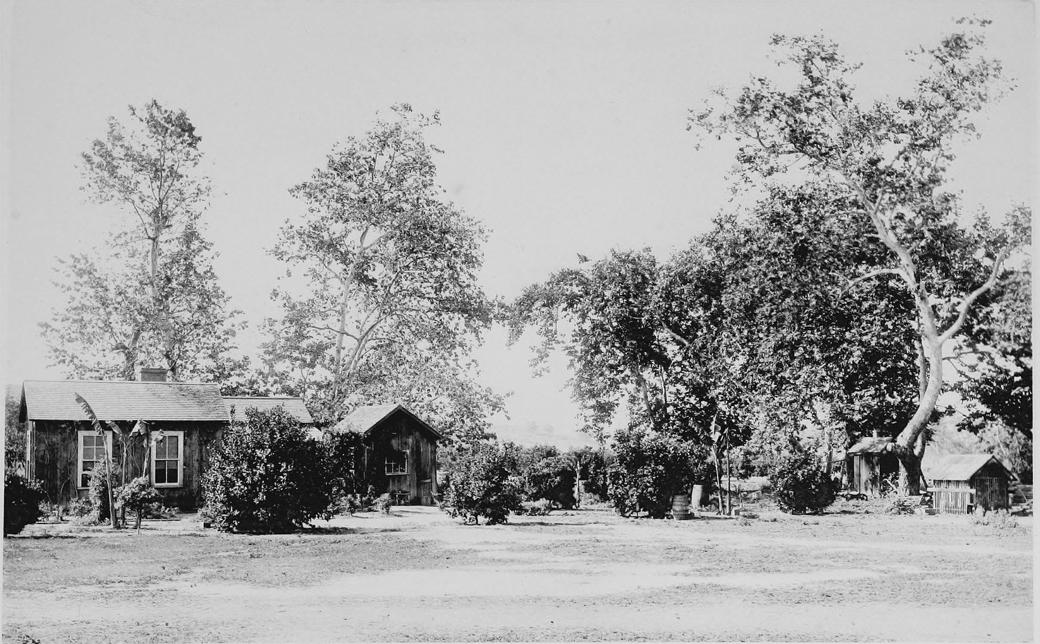 A low ranch house among large sycamores, outbuildings to the right and a swept bare yard in front
