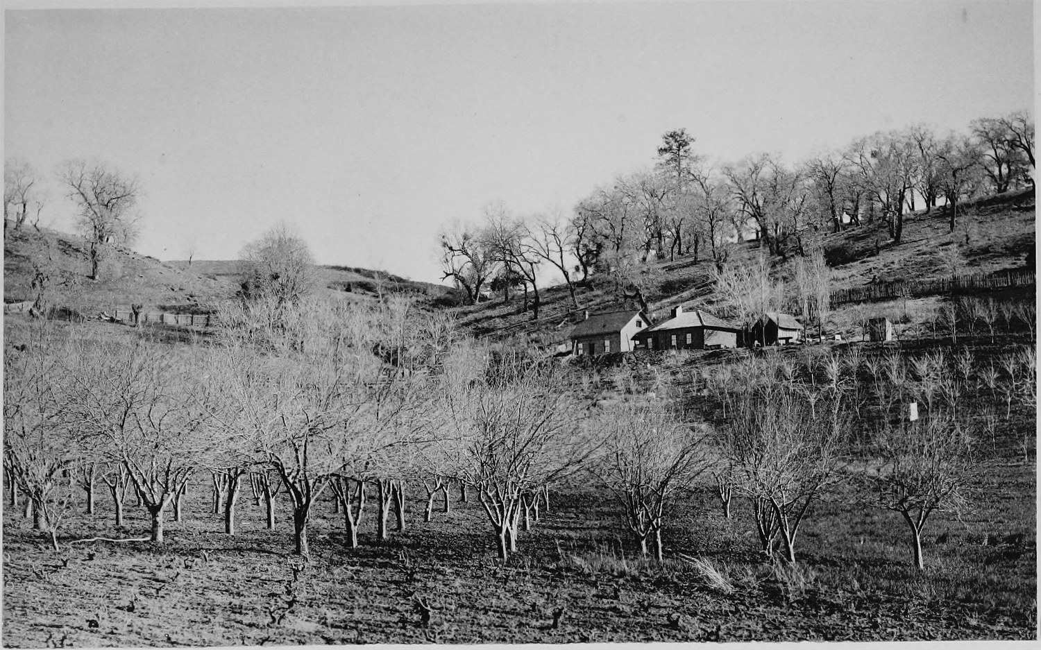 A bare pruned orchard on a slope with a farmhouse and outbuildings among trees on the hillside above