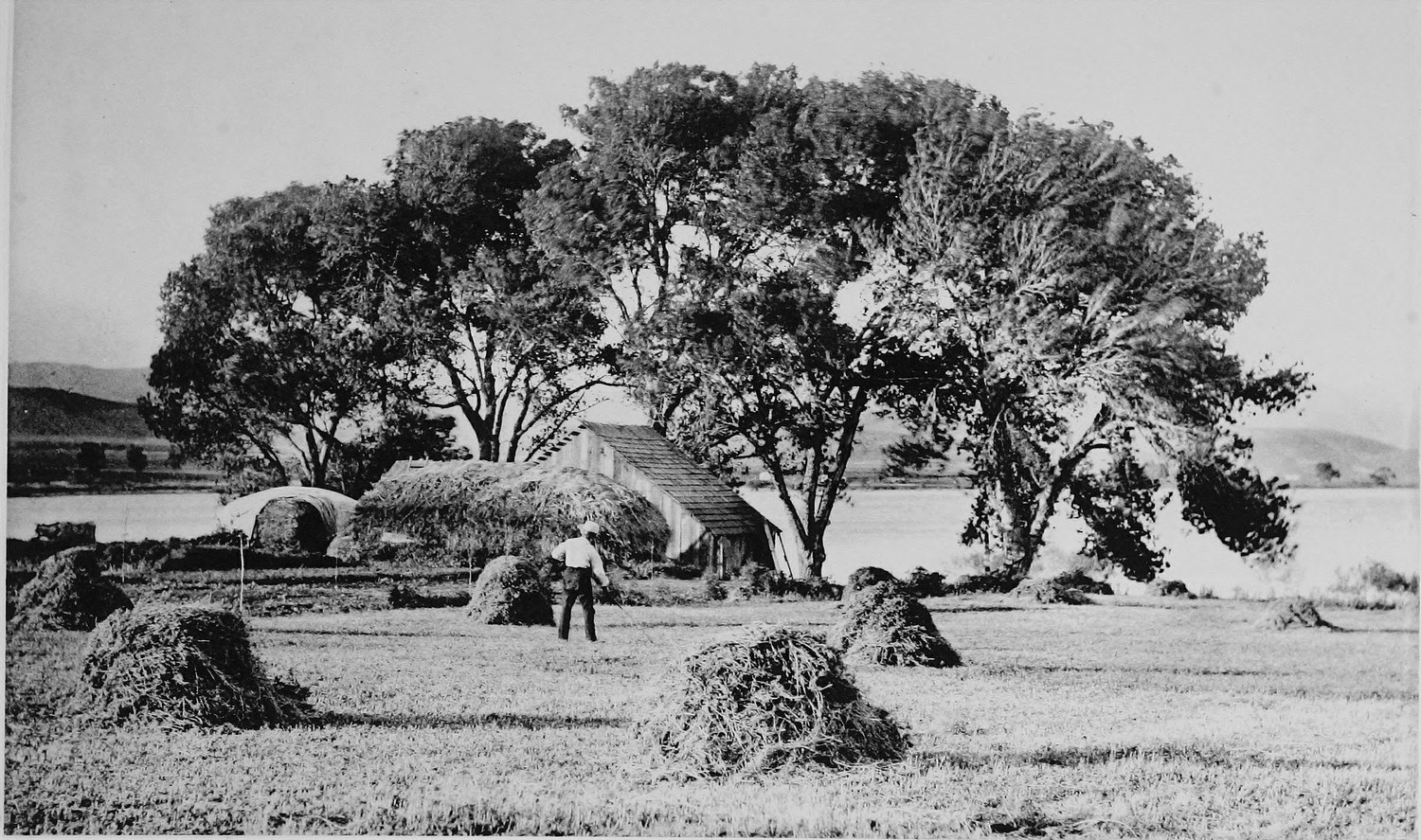 A very large spreading oak beside a lake, a small house and haystacks under it and a man standing in the field