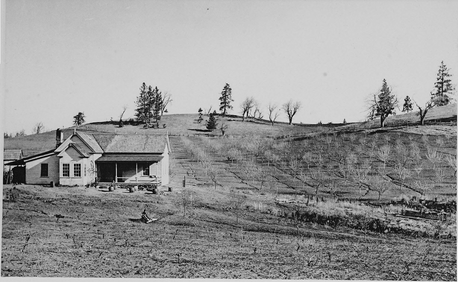 A white farmhouse with a porch on a hillside above a ploughed orchard, pines along the ridge behind