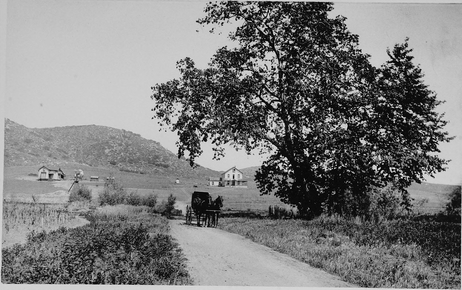 A dirt road running through a valley with a horse and buggy on it, a large tree at the right and farm buildings and a windmill beyond
