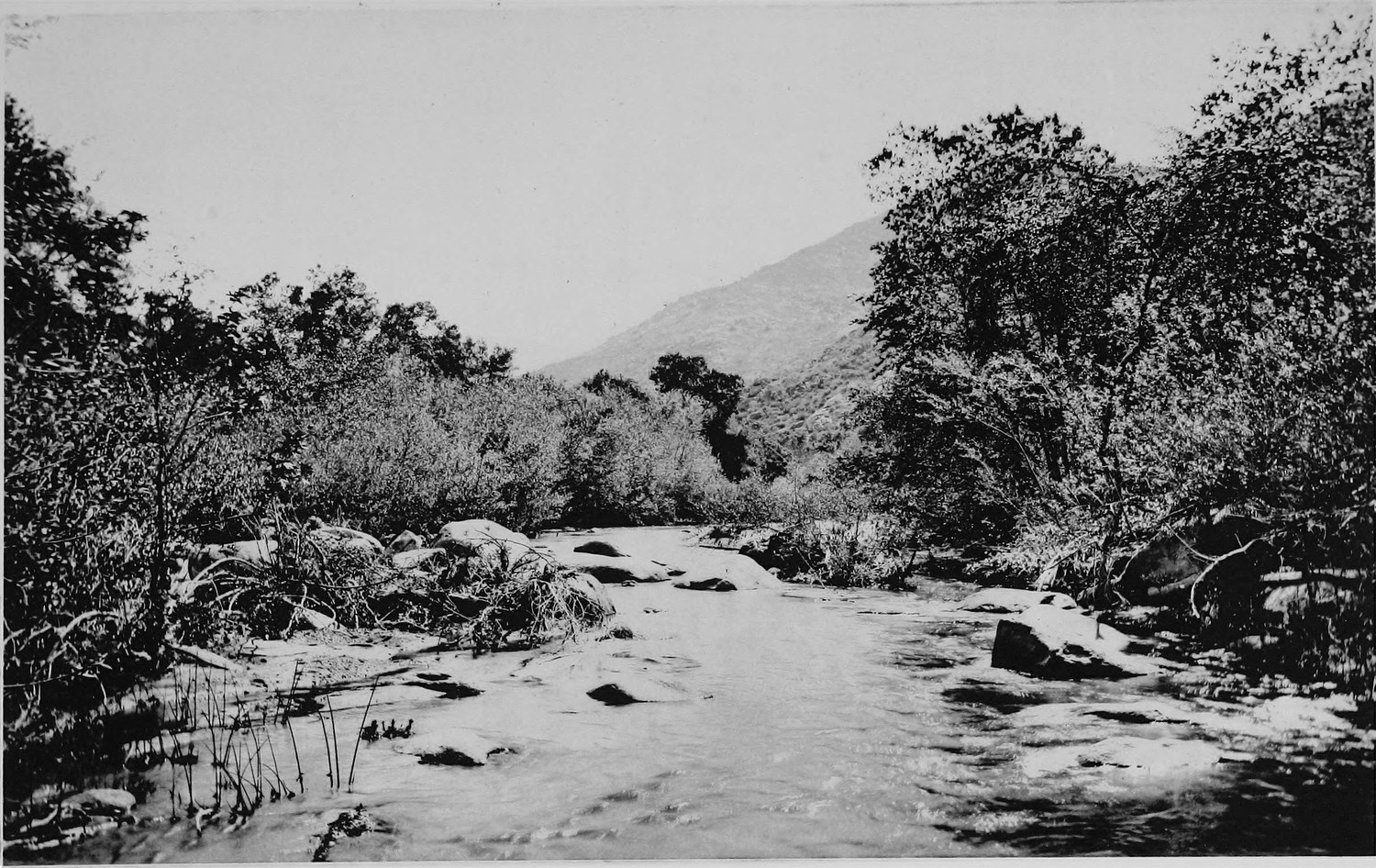 A rocky stream running between willow and sycamore banks with a bare mountain rising behind