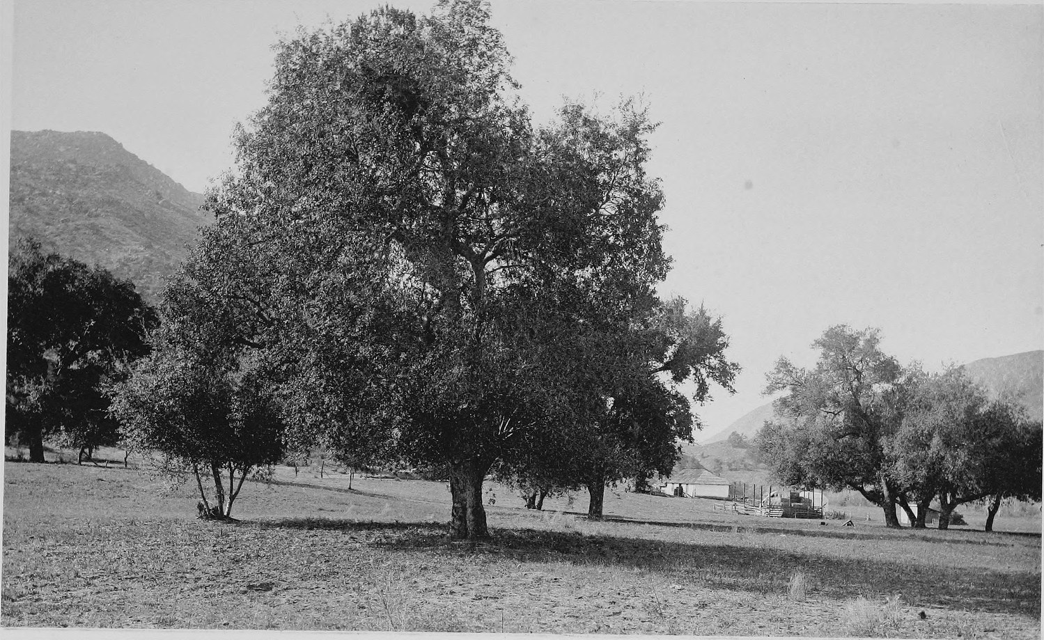Large spreading oaks standing in an open grassy valley floor with hills on both sides
