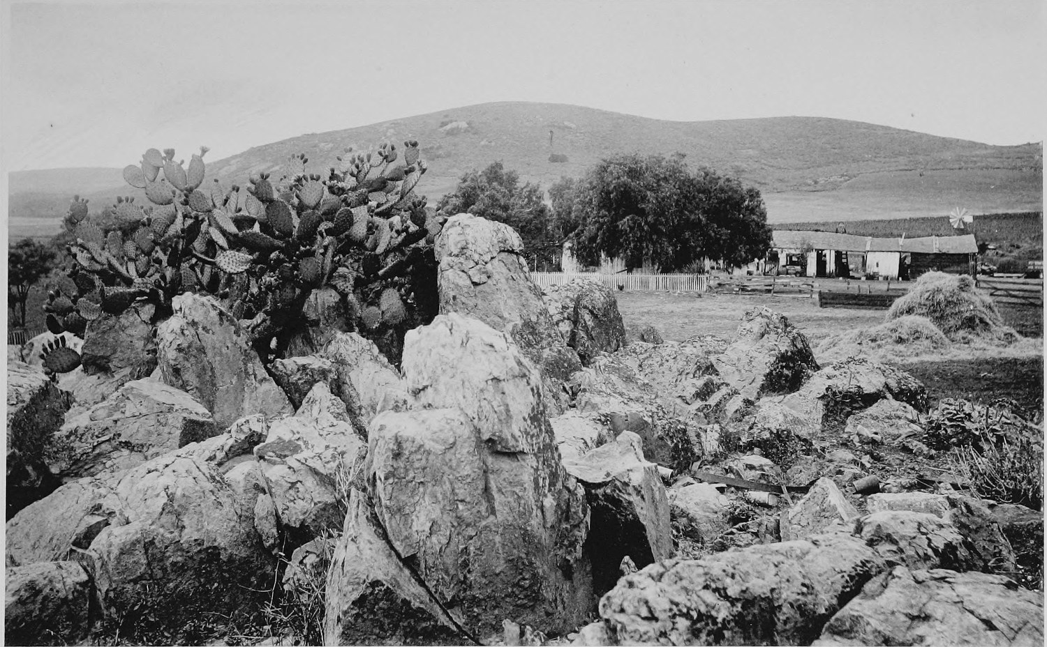 A rocky field with a large stand of prickly pear cactus in the foreground, a ranch house and outbuildings and a bare hill behind