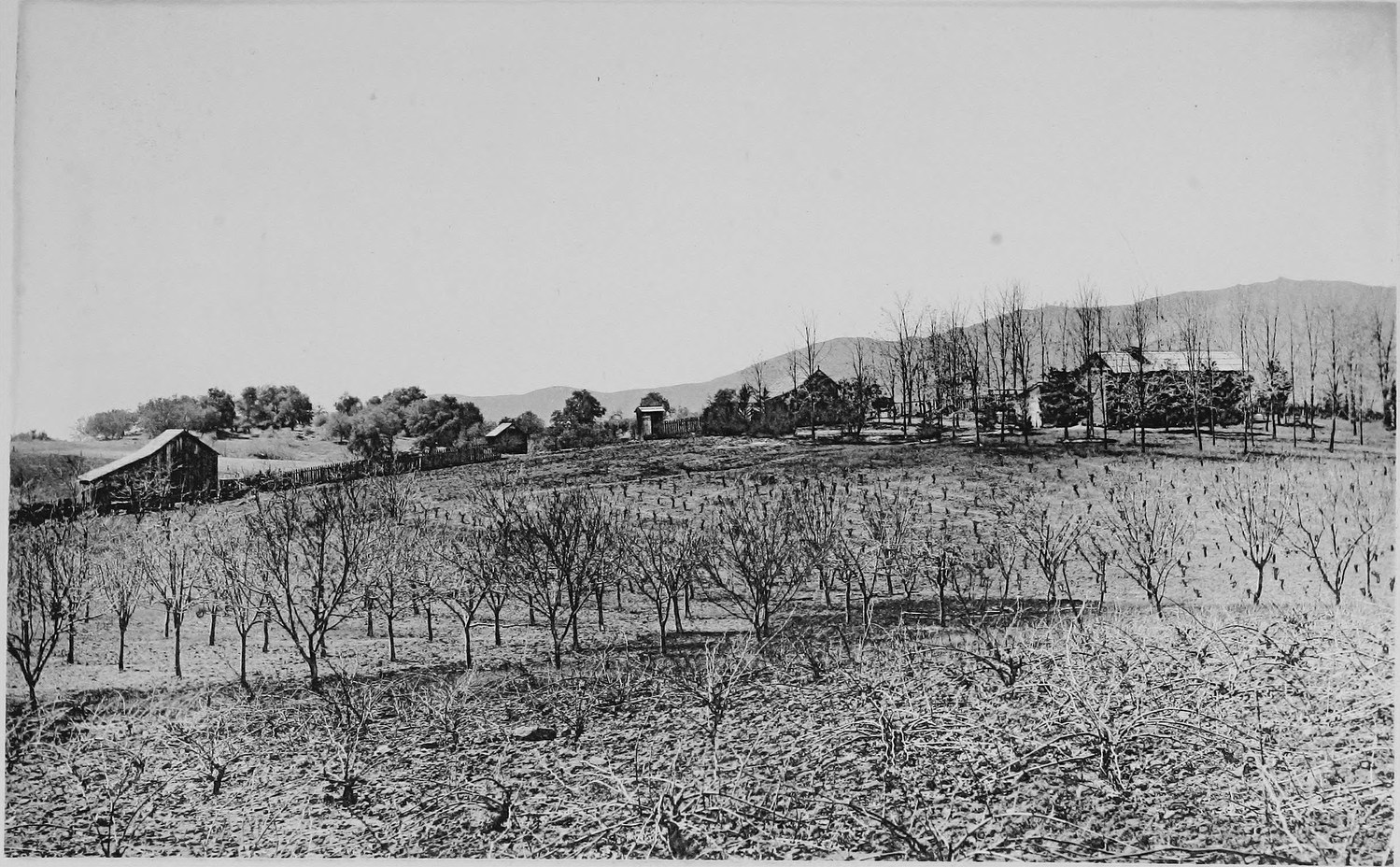 A hillside orchard of young bare trees, farm buildings and a line of poplars along the ridge above