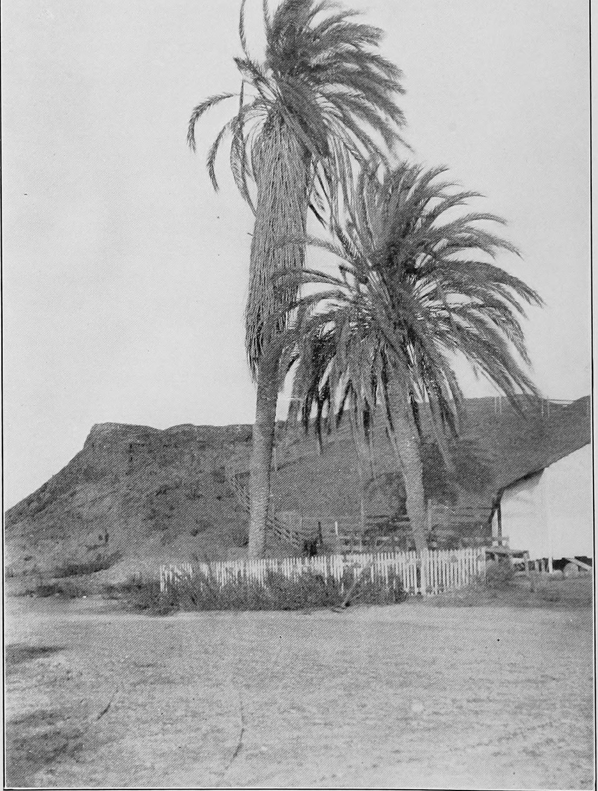 Two tall palms and a smaller one behind a picket fence, with a bare hill behind them