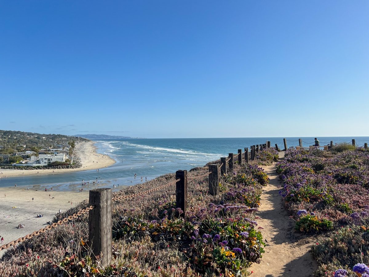 A sandy path through purple flowering ground cover on a bluff top, the beach and ocean below