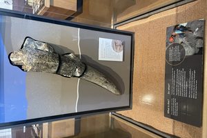 A long curved fossil tusk lying in a glass museum case with an explanatory panel beside it